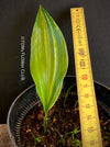 Aspidistra Elatior Variegata, iron cast plant, Schusterpalme, organically grown plants for sale at TOMs FLOWer CLUB.