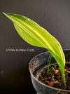 Aspidistra Elatior Variegata, iron cast plant, Schusterpalme, organically grown plants for sale at TOMs FLOWer CLUB.