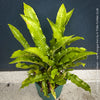 Asplenium scolopendrium Hart’s-tongue fern with glossy strap-shaped evergreen fronds growing in shaded woodland garden, TOMs FLOWer CLUB hardy fern