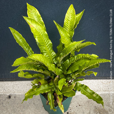 Asplenium scolopendrium Hart’s-tongue fern with glossy strap-shaped evergreen fronds growing in shaded woodland garden, TOMs FLOWer CLUB hardy fern