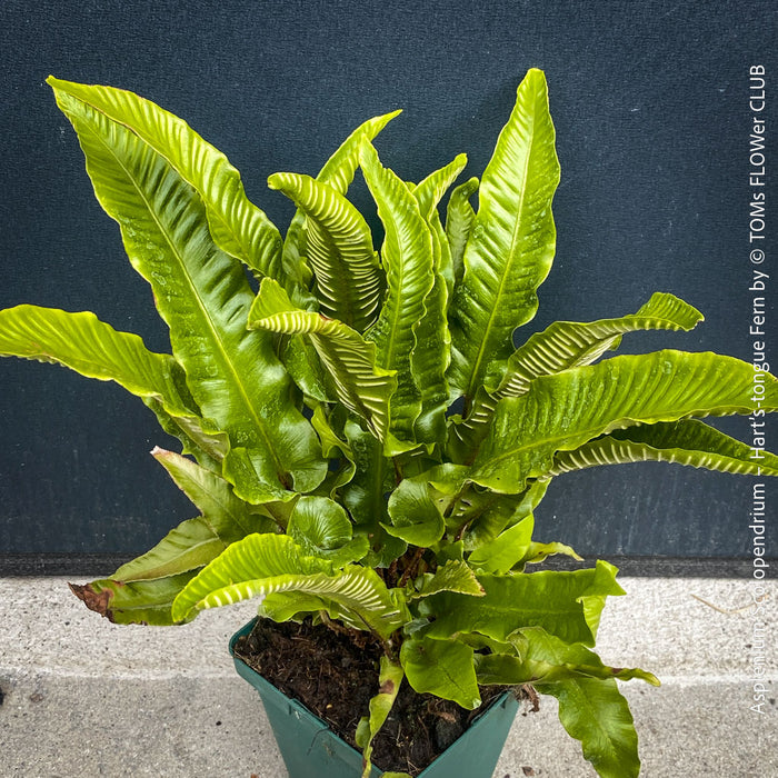 splenium scolopendrium Hart’s-tongue fern from TOMs FLOWer CLUB, organically grown shade plant with unique undivided fronds