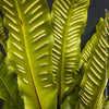 Leaf detail of Asplenium scolopendrium Hart’s-tongue fern with glossy strap-shaped evergreen fronds growing in shaded woodland garden, TOMs FLOWer CLUB hardy fern