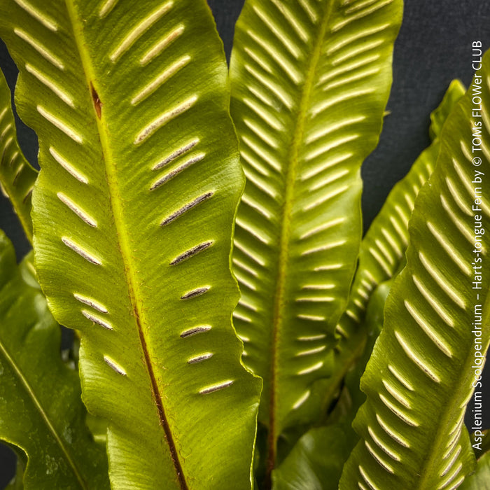 Leaf detail of Asplenium scolopendrium Hart’s-tongue fern with glossy strap-shaped evergreen fronds growing in shaded woodland garden, TOMs FLOWer CLUB hardy fern
