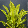 Asplenium scolopendrium Hart’s-tongue fern from TOMs FLOWer CLUB