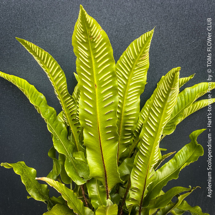 Asplenium scolopendrium Hart’s-tongue fern from TOMs FLOWer CLUB