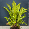 Asplenium scolopendrium Hart’s-tongue fern from TOMs FLOWer CLUB