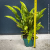 Mature Asplenium scolopendrium Hart’s-tongue fern from TOMs FLOWer CLUB