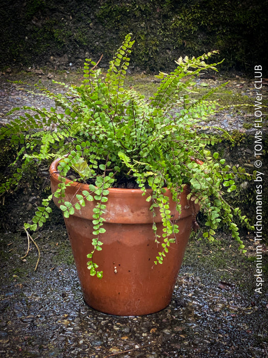 Asplenium Trichomanes - Maidenhair Spleenwort, hardy fern, Braunstieliger Streifenfarn,  organically grown tropical plants for sale at TOMs FLOWer CLUB.