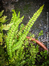 Asplenium Trichomanes - Maidenhair Spleenwort, hardy fern, Braunstieliger Streifenfarn,  organically grown tropical plants for sale at TOMs FLOWer CLUB.