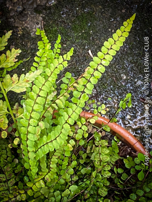Asplenium Trichomanes - Maidenhair Spleenwort, hardy fern, Braunstieliger Streifenfarn,  organically grown tropical plants for sale at TOMs FLOWer CLUB.