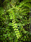Asplenium Trichomanes - Maidenhair Spleenwort, hardy fern, Braunstieliger Streifenfarn,  organically grown tropical plants for sale at TOMs FLOWer CLUB.