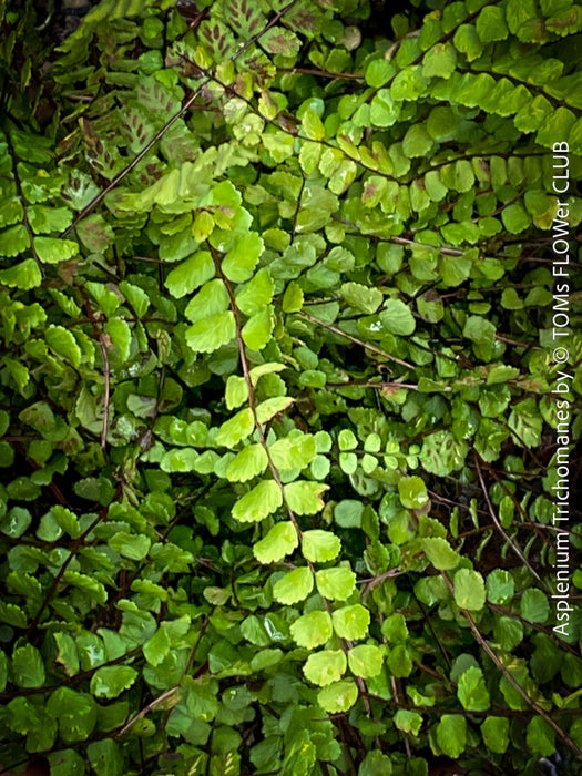 Asplenium Trichomanes - Maidenhair Spleenwort, hardy fern, Braunstieliger Streifenfarn,  organically grown tropical plants for sale at TOMs FLOWer CLUB.