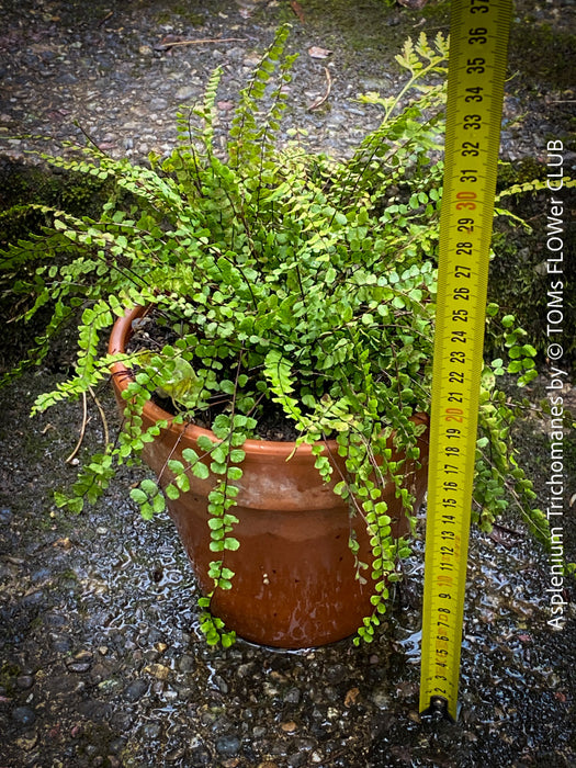 Asplenium Trichomanes - Maidenhair Spleenwort, hardy fern, Braunstieliger Streifenfarn,  organically grown tropical plants for sale at TOMs FLOWer CLUB.