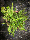Asplenium Trichomanes - Maidenhair Spleenwort, hardy fern, Braunstieliger Streifenfarn,  organically grown tropical plants for sale at TOMs FLOWer CLUB.