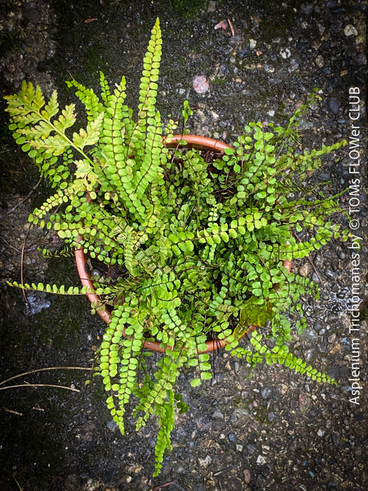 Asplenium Trichomanes - Maidenhair Spleenwort, hardy fern, Braunstieliger Streifenfarn,  organically grown tropical plants for sale at TOMs FLOWer CLUB.