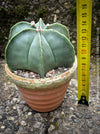 Organically grown Astrophytum Myriostigma Nudum succulent in well-drained soil, available at TOMs FLOWer CLUB for collectors.