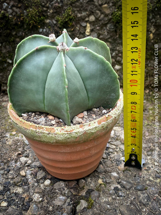 Organically grown Astrophytum Myriostigma Nudum succulent in well-drained soil, available at TOMs FLOWer CLUB for collectors.