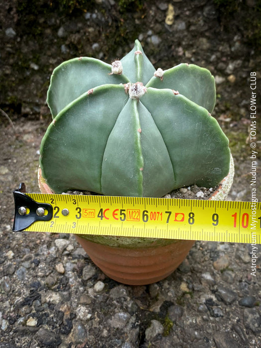 Astrophytum Myriostigma Nudum cactus with striking geometric form, potted in sustainable substrate from TOMs FLOWer CLUB.