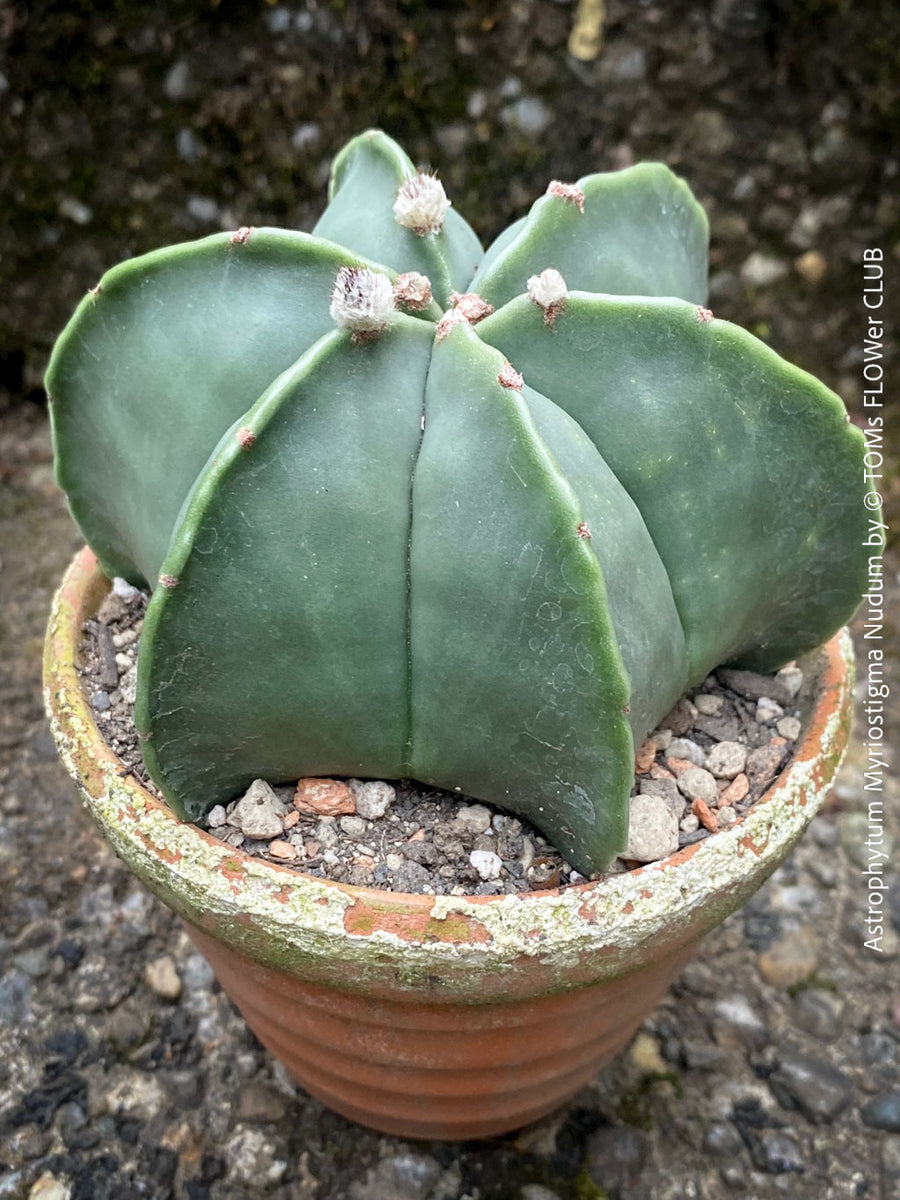 Astrophytum Myriostigma Nudum | organically grown succulent plants