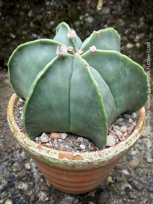 Astrophytum Myriostigma Nudum cactus with smooth, spineless green surface in a minimalist terracotta pot, organically grown at TOMs FLOWer CLUB.