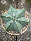 Close-up of Astrophytum Myriostigma Nudum showing its symmetrical star-like shape, cultivated with organic care at TOMs FLOWer CLUB.