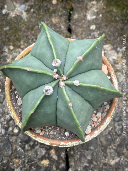 Close-up of Astrophytum Myriostigma Nudum showing its symmetrical star-like shape, cultivated with organic care at TOMs FLOWer CLUB.