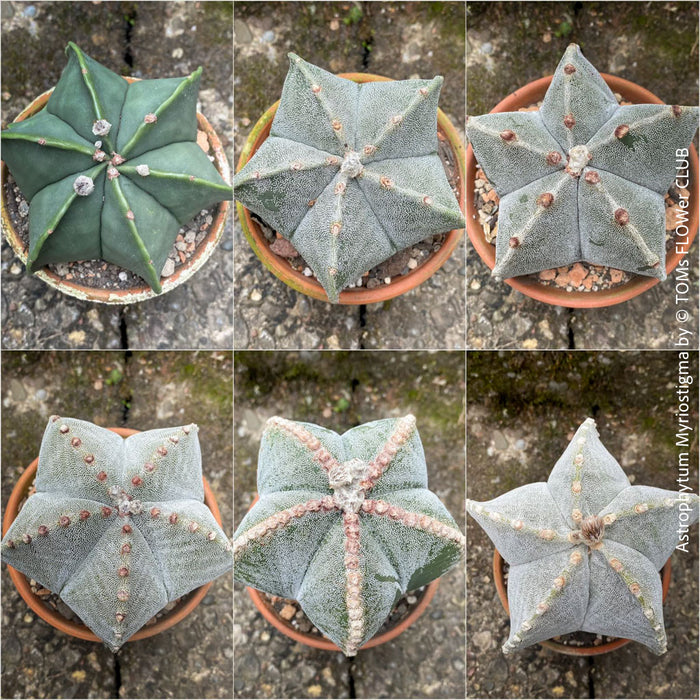 Close-up of Astrophytum Myriostigma cactus with symmetrical, star-shaped ribs, grown organically at TOMs FLOWer CLUB.