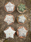 Beautiful Astrophytum Myriostigma cactus showing its star-like ribs, organically cultivated and robust.