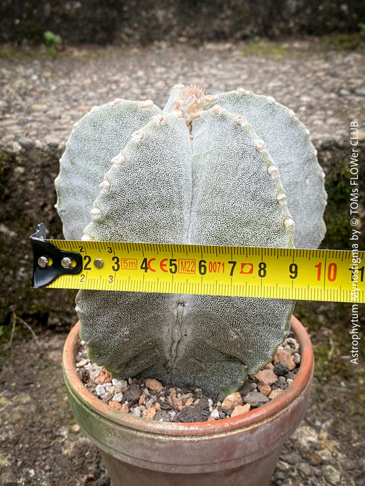 Astrophytum Myriostigma cactus for sale, potted in organic substrate, slow-growing and easy to care for.