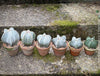 Symmetrical Astrophytum Myriostigma cactus in a clay pot, organically grown at TOMs FLOWer CLUB.