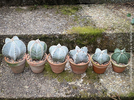 Symmetrical Astrophytum Myriostigma cactus in a clay pot, organically grown at TOMs FLOWer CLUB.