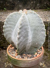 Detailed view of Astrophytum Myriostigma cactus with star-shaped ribs and smooth surface.