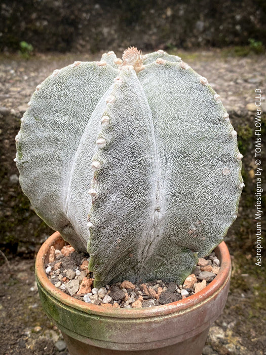 Detailed view of Astrophytum Myriostigma cactus with star-shaped ribs and smooth surface.