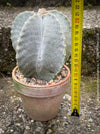 Healthy Astrophytum Myriostigma cactus, organically grown, perfect for indoor or outdoor sunny spaces.