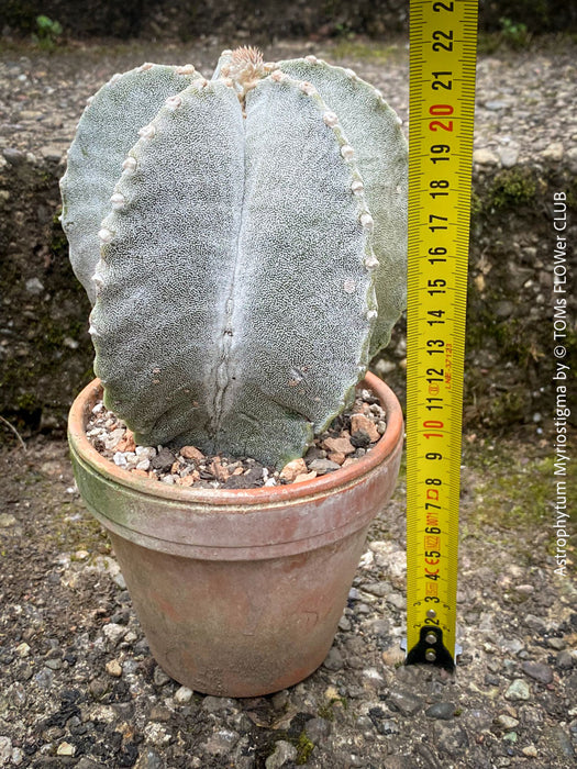 Healthy Astrophytum Myriostigma cactus, organically grown, perfect for indoor or outdoor sunny spaces.