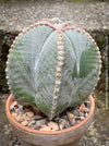 Astrophytum Myriostigma cactus, known for its stunning symmetry and robust nature, on display at TOMs FLOWer CLUB.