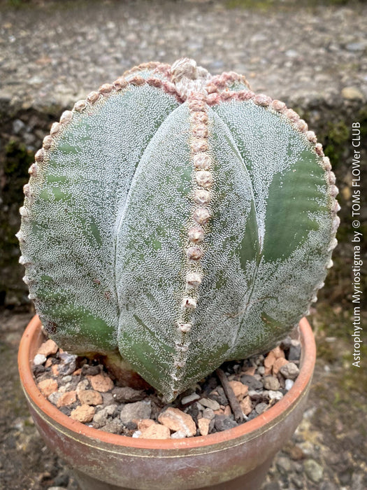 Astrophytum Myriostigma cactus, known for its stunning symmetry and robust nature, on display at TOMs FLOWer CLUB.