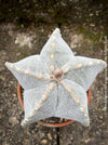 Astrophytum Myriostigma cactus with a perfectly symmetrical shape, potted in well-drained organic substrate.