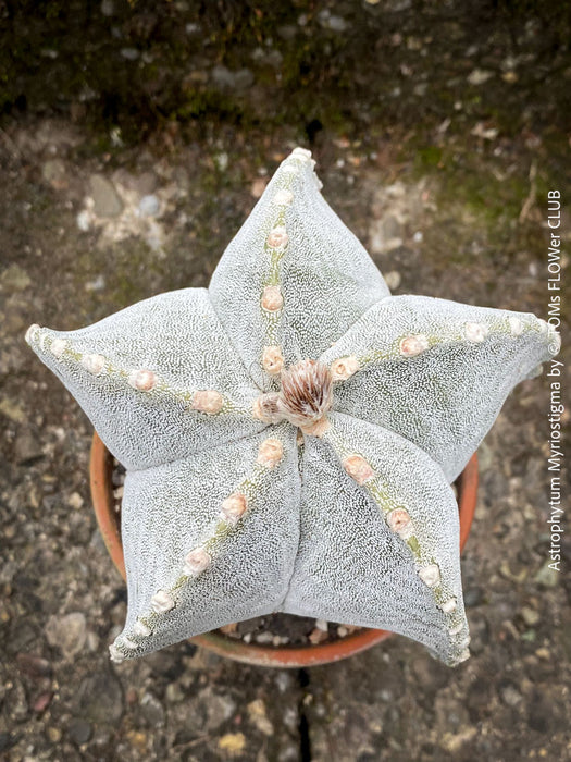 Astrophytum Myriostigma cactus with a perfectly symmetrical shape, potted in well-drained organic substrate.