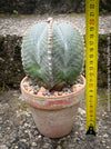 Organically grown Astrophytum Myriostigma cactus in well-drained substrate, perfect for cactus enthusiasts.