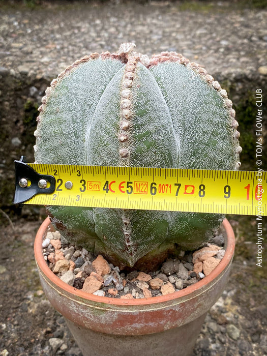 Starry Astrophytum Myriostigma cactus with yellow blooms, slow-growing and ideal for minimalistic decor.