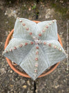 Astrophytum Myriostigma cactus featuring a unique ribbed structure, grown without heavy fertilization.