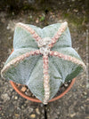 Minimalistic Astrophytum Myriostigma cactus in a clay pot, grown in organic substrate, perfect for sunny spots.