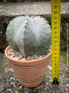 Top-down view of Astrophytum Myriostigma cactus highlighting its symmetrical ribs and star-like design.