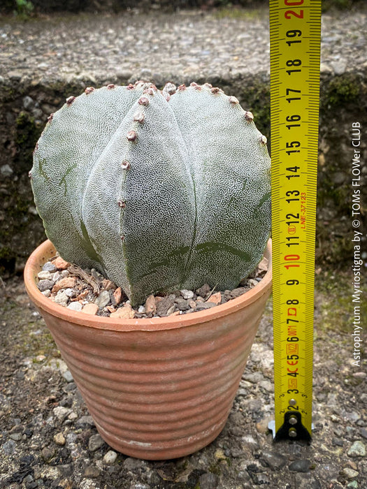 Top-down view of Astrophytum Myriostigma cactus highlighting its symmetrical ribs and star-like design.