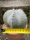 Organically grown Astrophytum Myriostigma cactus, known for its unique starry ribbed structure, available at TOMs FLOWer CLUB.