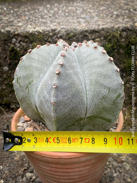 Organically grown Astrophytum Myriostigma cactus, known for its unique starry ribbed structure, available at TOMs FLOWer CLUB.