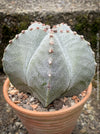 Astrophytum Myriostigma cactus in a rustic clay pot, organically grown and perfect for collectors.