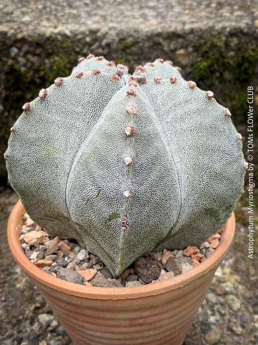 Astrophytum Myriostigma cactus in a rustic clay pot, organically grown and perfect for collectors.