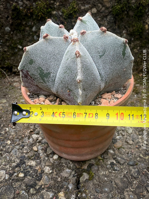 Cactus lovers rejoice! Astrophytum Myriostigma with unique star-shaped ribs, grown with organic care.